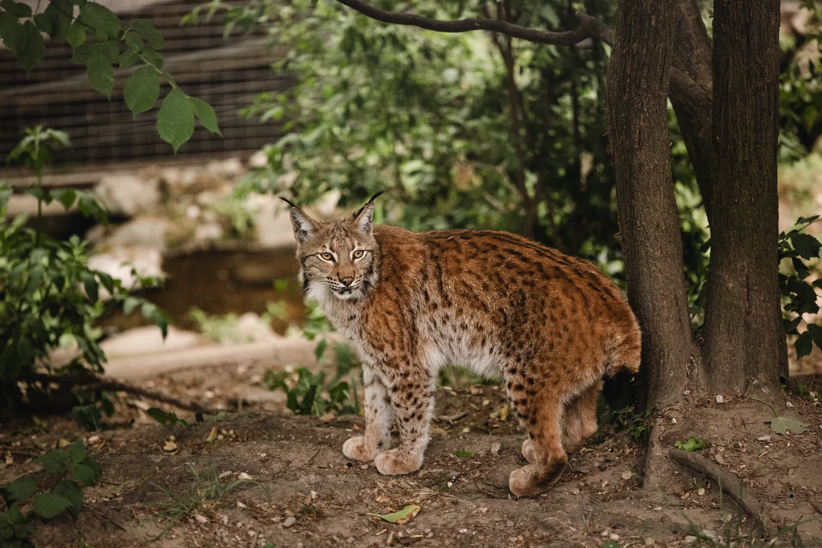 Alpenzoo Innsbruck